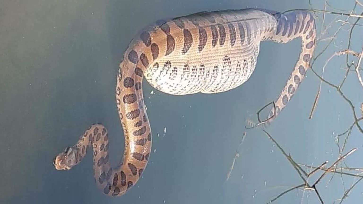 Sucuri, de 5 metros de foi flagrada após engolir uma capivara inteira