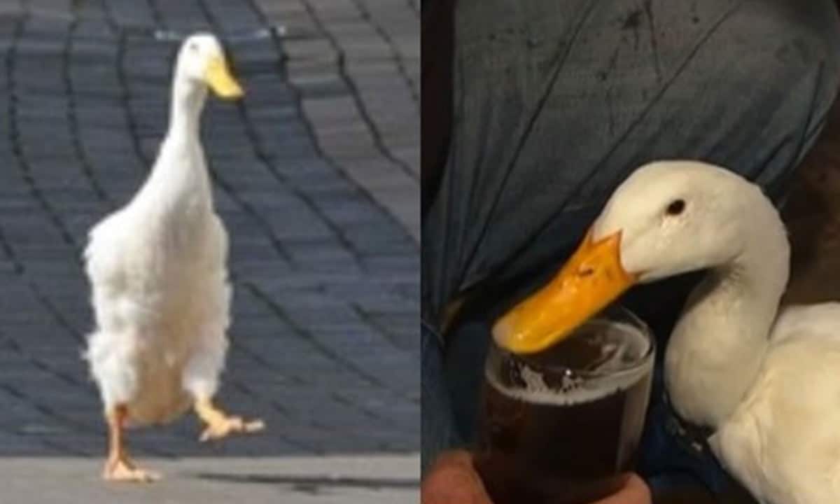 Pato invade boteco, rouba chopp e briga com cachorro em noite pra ser esquecida