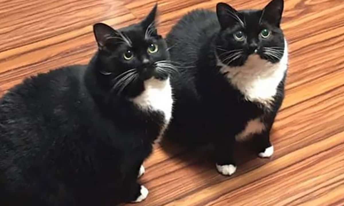 Russo perde gato, acha o gato, gato volta sozinho e agora ele tem dois idênticos